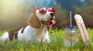 dog on the grass with sunglasses and a drink keeping cool on a hot day